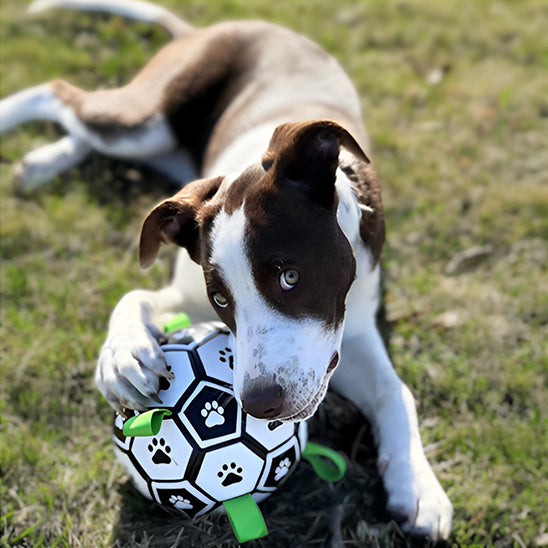 Jouet chien TruffeBall jouet préféré de toutou