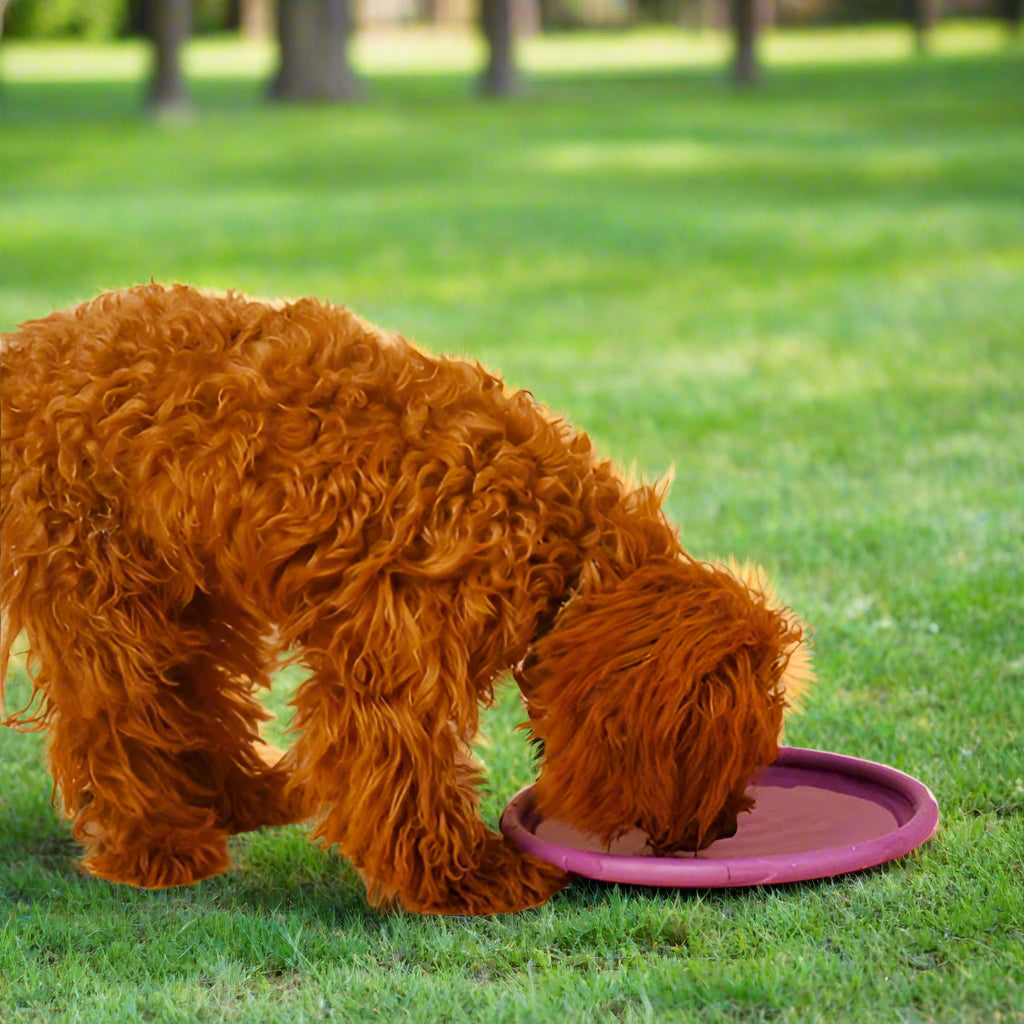 Lanceur Futé™, jouet pour chien 2-en-1 qui stimule et renforce