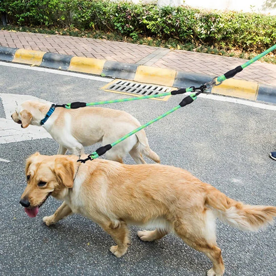 double laisse pour chien avec gros chien aussi 