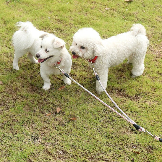 double laisse pour chien au parc ou en activités