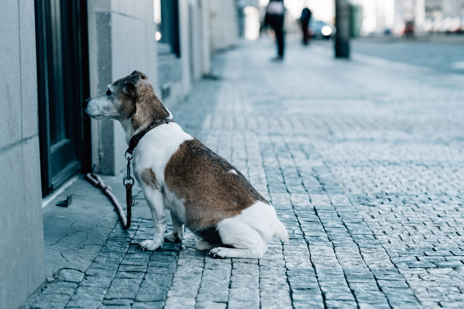 Laisse_chien_dressage-attend www.jappytoutou.com