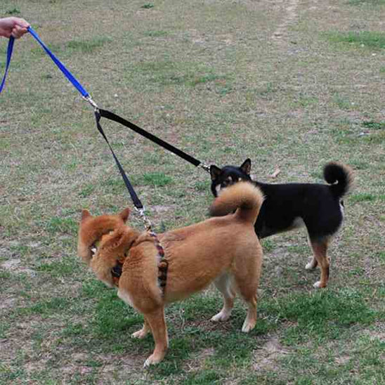 Laisse_double_pour_chien_MARCHE EN Tandem