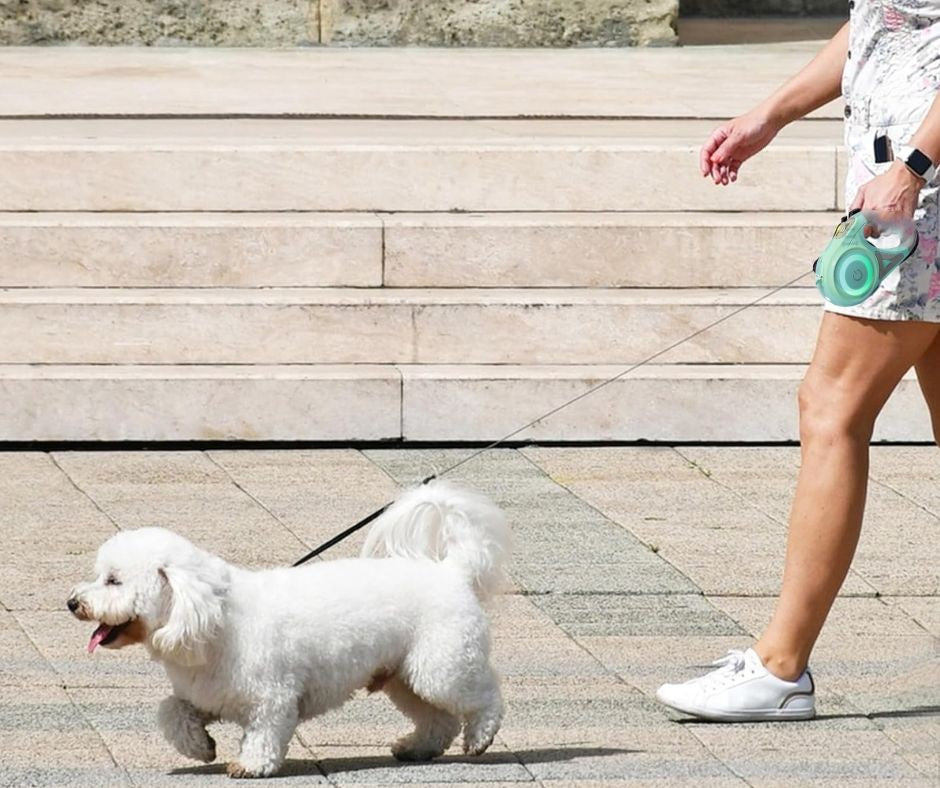 Laisse chien Laisse-LuX: La Révolution des Promenades Canines