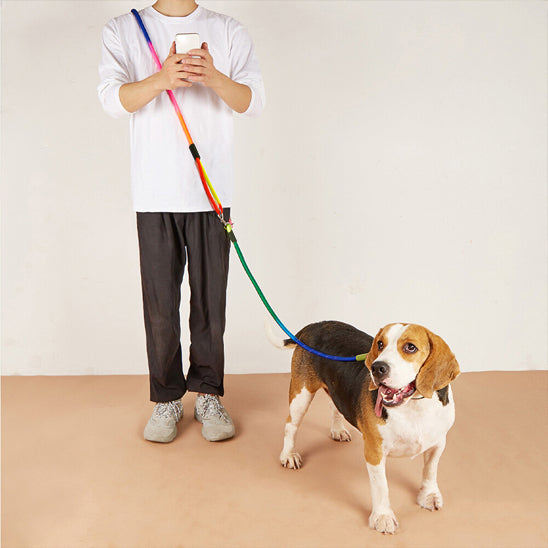 Laisse_chien_main_libre-_Libert_avec_toutou en pleine activité