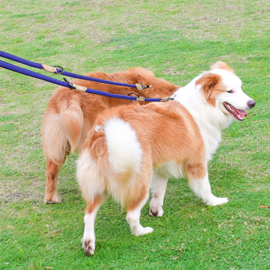 Laisse double pour chien DuoToutous™ : Promenades sans stress