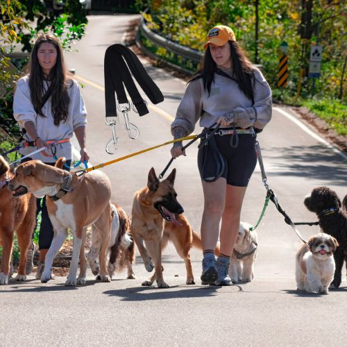 marche en groupe Laisse_double_pour_chien_