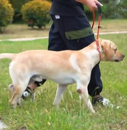  Laisse pour chien, LaisseEduc™_Orange-marche