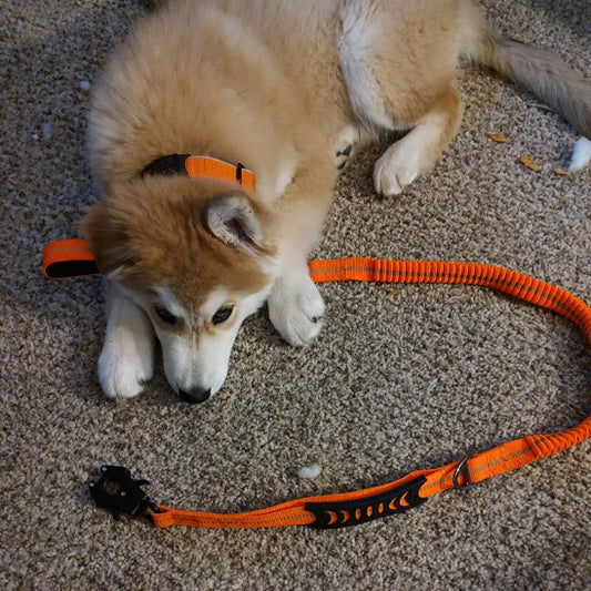 Laisse pour chien Click'n'Laisse™ : La solution élastique qui transforme vos promenades