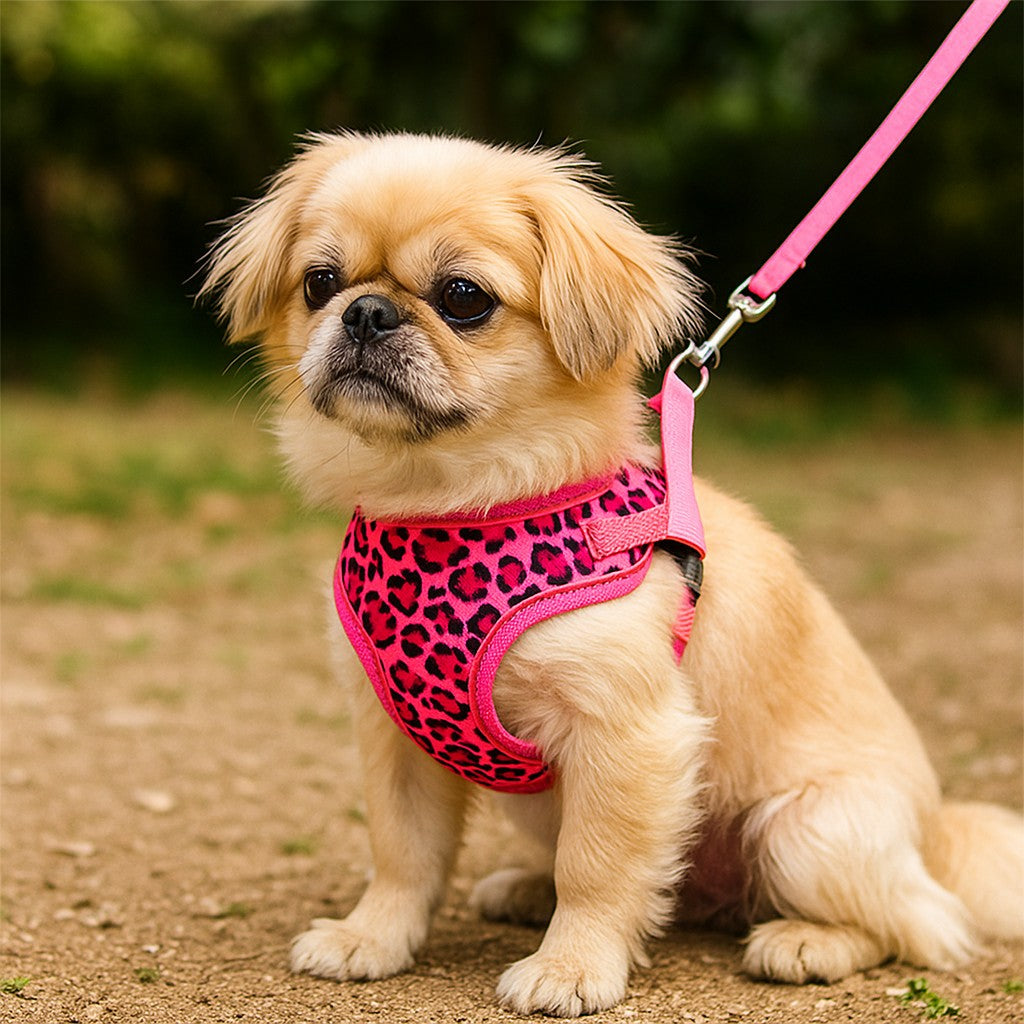 Harnais petit Chien : contrôle doux et balade sereine