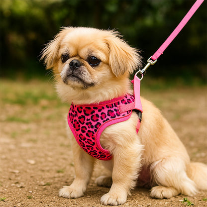 Harnais petit Chien : contrôle doux et balade sereine