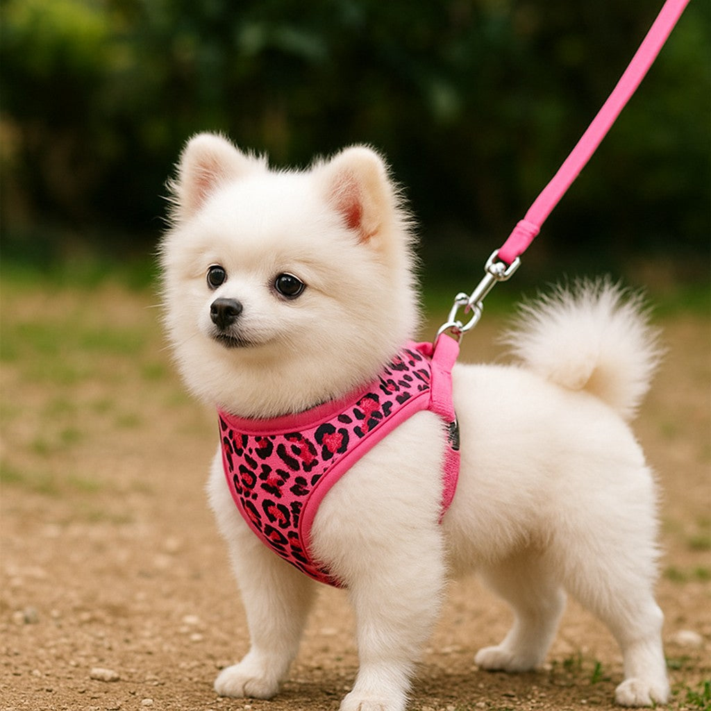 Harnais petit Chien : contrôle doux et balade sereine