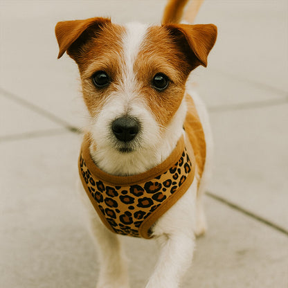 Harnais petit Chien : contrôle doux et balade sereine