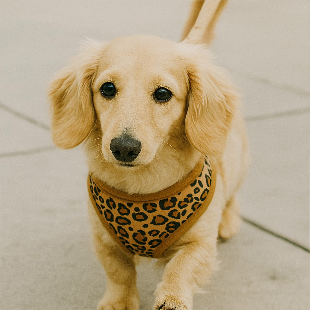 Harnais petit Chien : contrôle doux et balade sereine