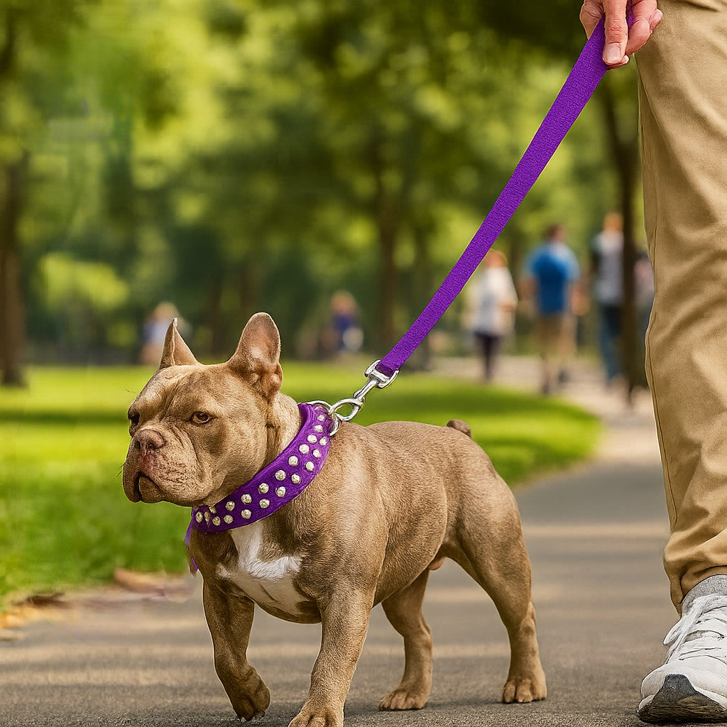 COLLIER_CHIEN_AVEC_PIQUE_-_PETIT caractère