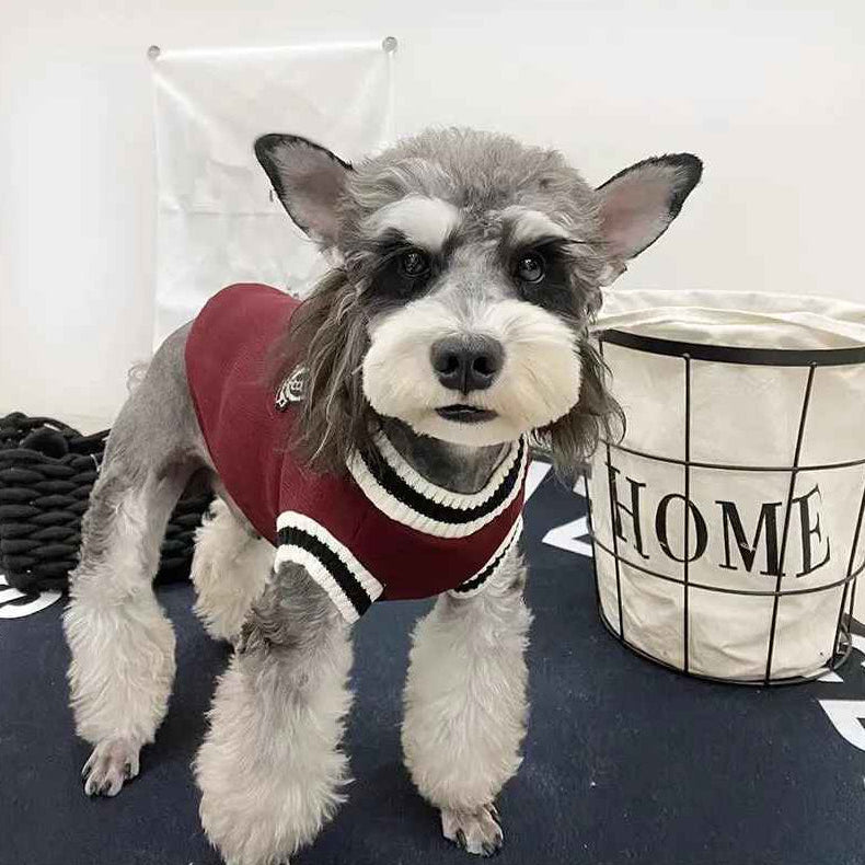 Pull pour Chien • JappyLook™ : Style preppy universitaire