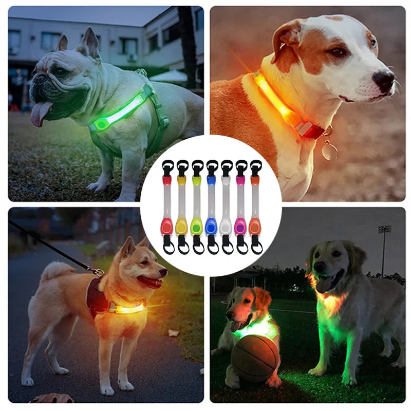 Collier Lumineux chien : gardien silencieux dans l'obscurité