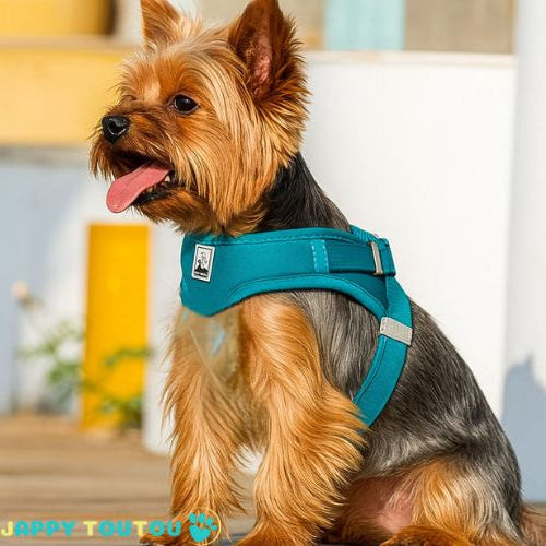 Harnais en y - BLEU - PETIT MOYEN CHIEN
www.jappytoutou.com