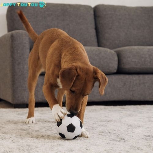 Balle pour Chien | JappyBounce™ - Jappy Toutou