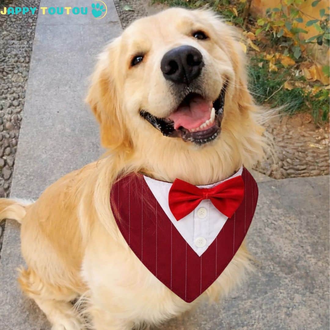 Bandana Chien | JappyFestif2™ - Jappy Toutou
