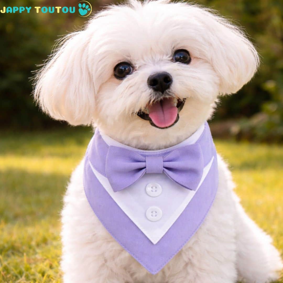 Bandana Chien | JappyFestif2™ - Jappy Toutou