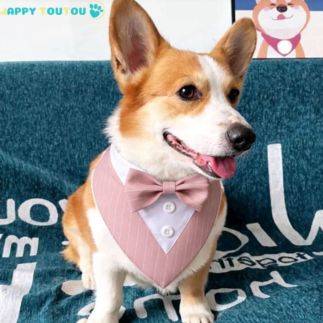Bandana Chien | JappyFestif2™ - Jappy Toutou