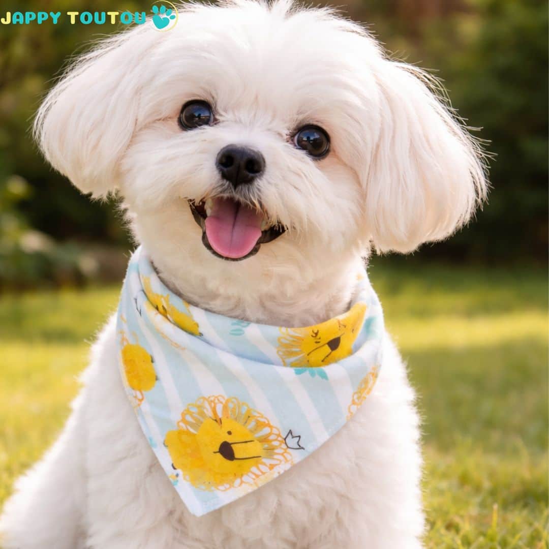 Bandana pour Chien | Élégant JappySunset Paw™ - Jappy Toutou