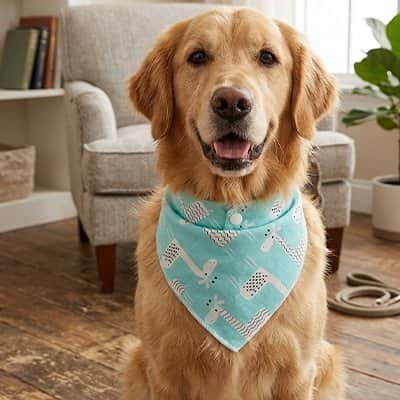 Bandana pour Chien | Élégant JappySunset Paw™ - Jappy Toutou