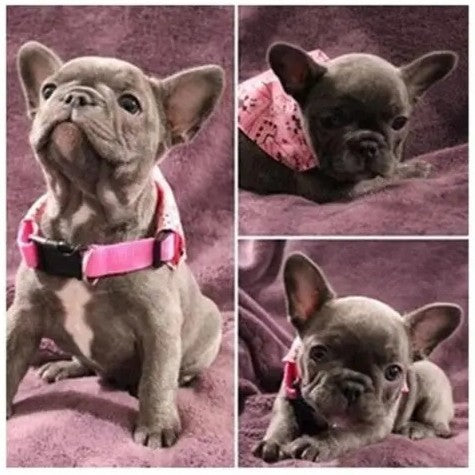 Bandana pour chien ; Transforme Votre Chien en Star
