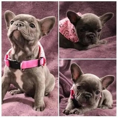 Bandana pour chien ; Transforme Votre Chien en Star