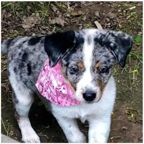 Bandana pour Chien: Classe, Confort, Chic