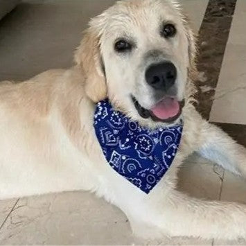 Bandana pour chien ; Transforme Votre Chien en Star