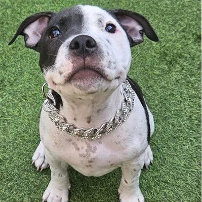 Bandit collier chien-ChicBandit™ : Tendance pour Toutou - Jappy Toutou