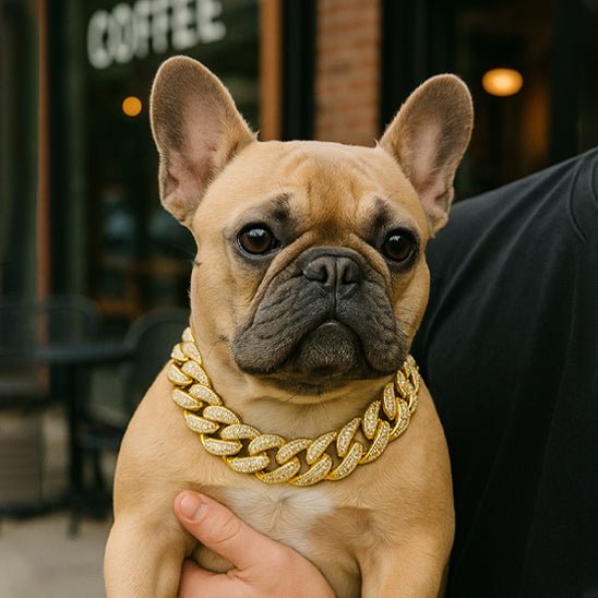 Bandit collier chien-ChicBandit™ : Tendance pour Toutou - Jappy Toutou