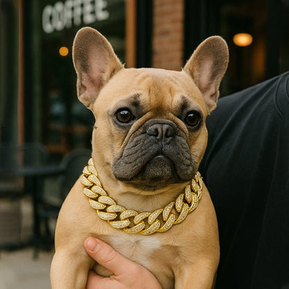 Bandit collier chien-ChicBandit™ : Tendance pour Toutou - Jappy Toutou