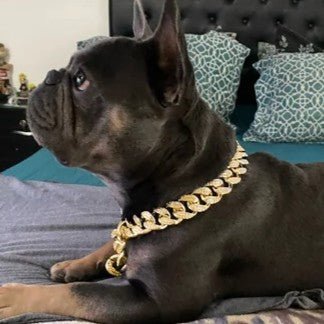 Bandit collier chien-ChicBandit™ : Tendance pour Toutou - Jappy Toutou