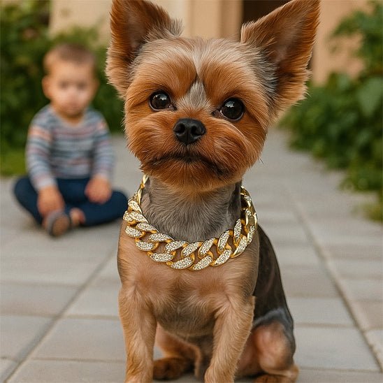 Bandit collier chien-ChicBandit™ : Tendance pour Toutou - Jappy Toutou