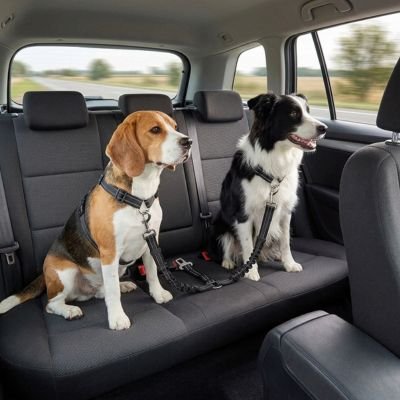 Ceinture de sécurité pour chien • Jappy PatteSafe ™ : Sangle centrale ajustable