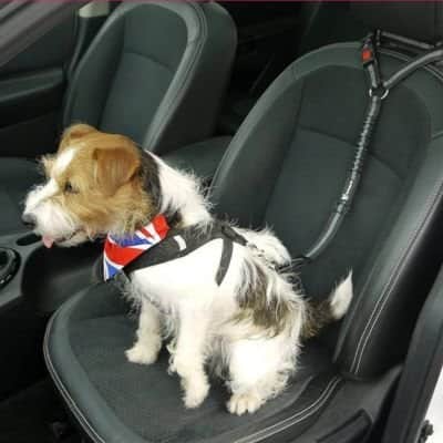Ceinture de sécurité pour chien | JappyClip & Go™ - Jappy Toutou