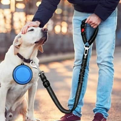 Ceinture de sécurité pour chien | JappyClip & Go™ - Jappy Toutou