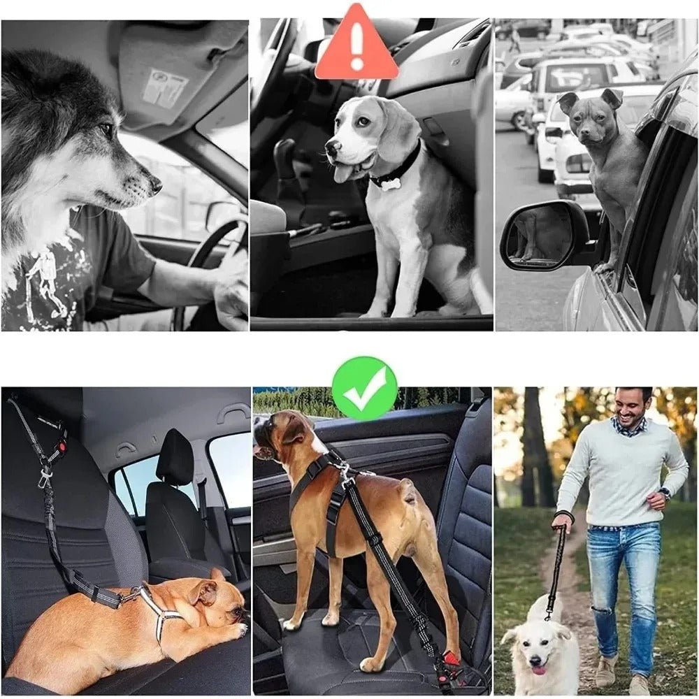Ceinture de sécurité pour chien | JappyClip & Go™ - Jappy Toutou