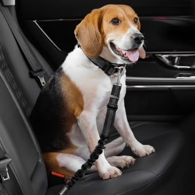 Ceinture de sécurité pour chien • JappyClip & Go™ : Double point d'ancrage sécurisé