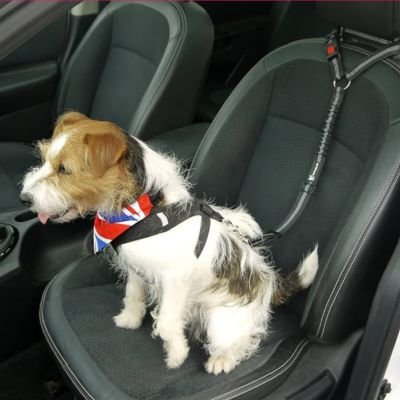 Ceinture de sécurité pour chien • JappyClip & Go™ : Sangle élastique extensible