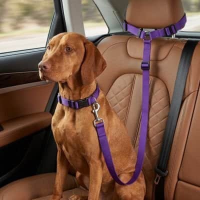 Ceinture de sécurité pour chien | JappyRouteSerein™ - Jappy Toutou