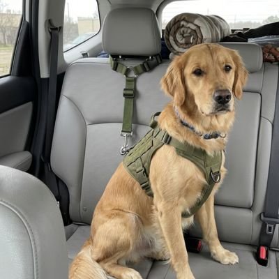 Ceinture de sécurité pour chien • JappyRouteSerein™ : Compatible avec les boucles de ceinture standards