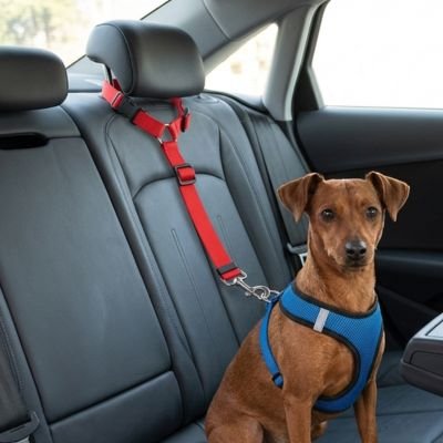 Ceinture de sécurité pour chien • JappyRouteSerein™ : Matériau en nylon résistant