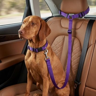 Ceinture de sécurité pour chien • JappyRouteSerein™ :Sangle réglable en longueur
