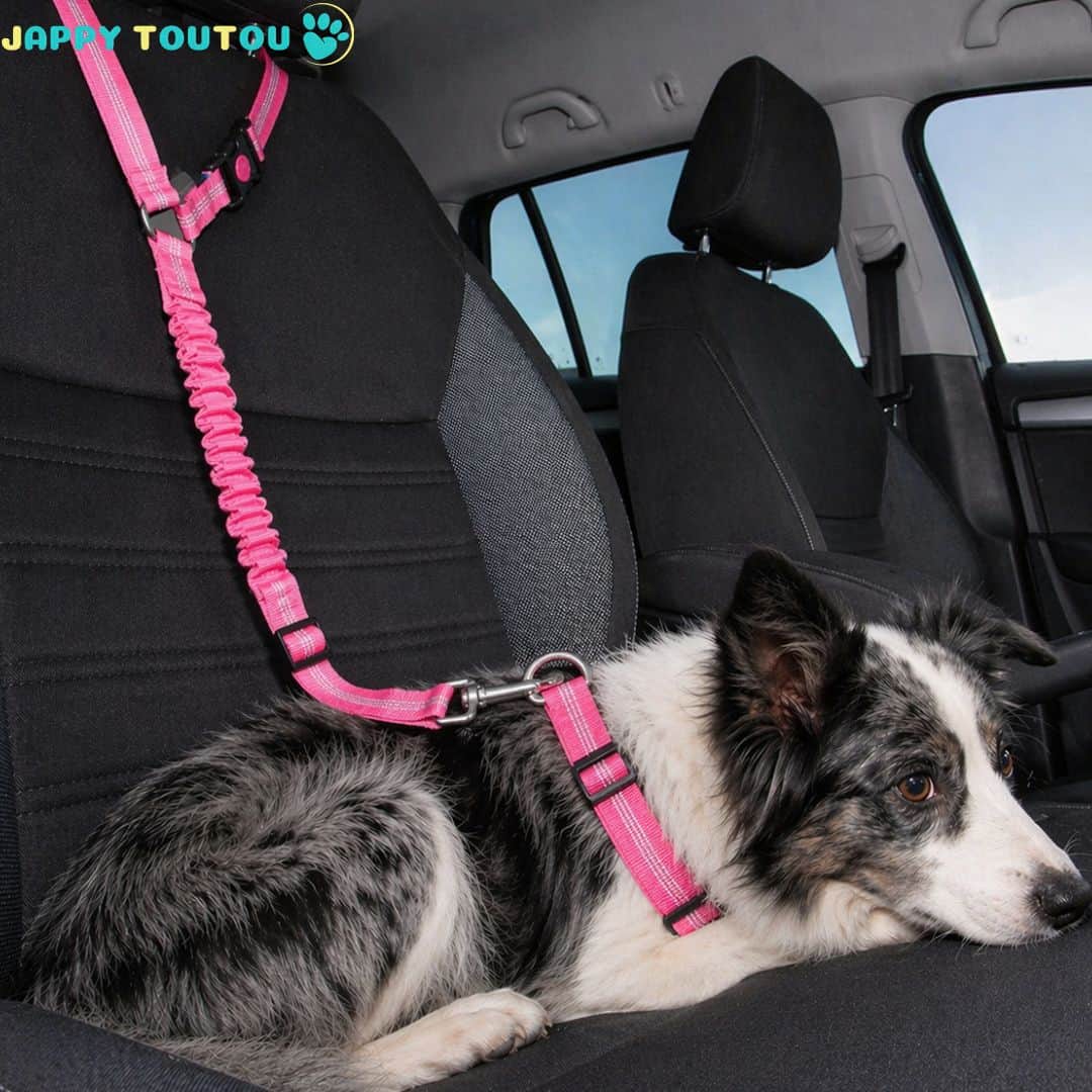 Ceinture de sécurité pour chien | JappySafe2™. - Jappy Toutou