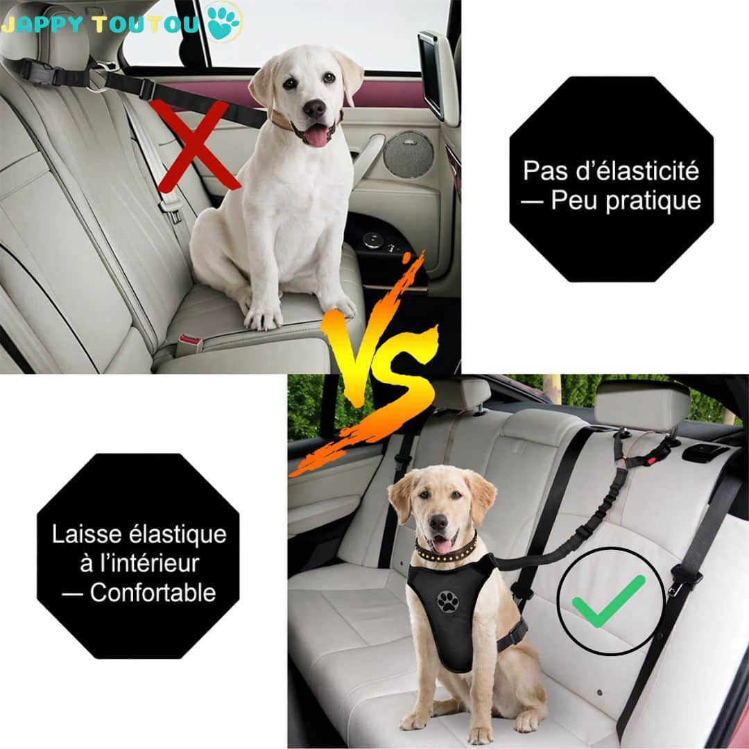Ceinture de sécurité pour chien | JappySafe2™. - Jappy Toutou