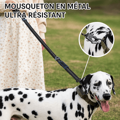 Ceinture de sécurité pour chien | JappySécureBalade™ - Jappy Toutou