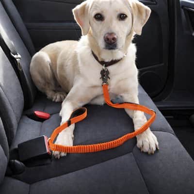 Ceinture de sécurité pour chien | JappySécureBalade™ - Jappy Toutou